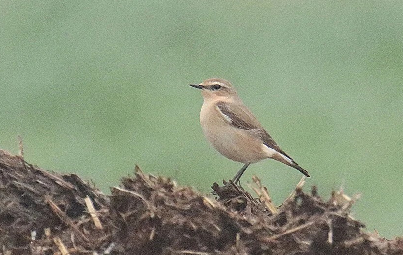 Traquet motteux Malèves-Sainte-Marie-Wastines 13.04.2023 Bernard Schretter