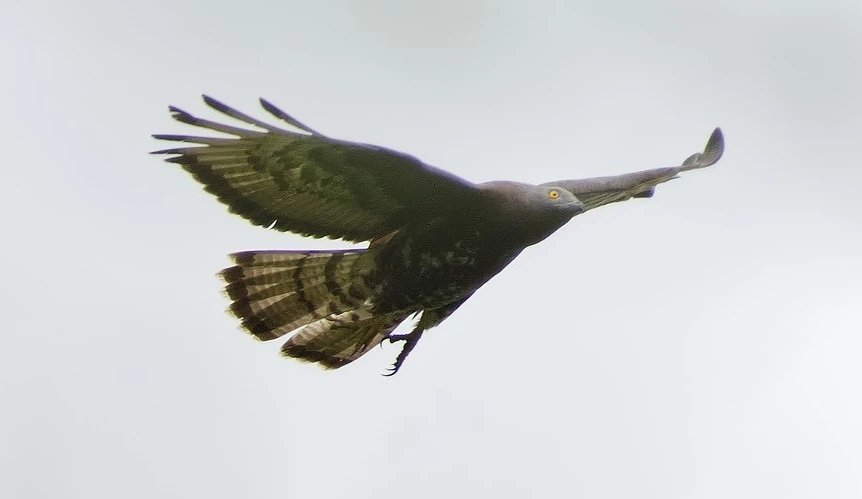 Bondrée apivore - Michel Jadoul - Les Grands Prés (Gastuche)
