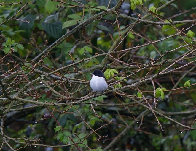 Gobemouche noir - Romain Louviaux - Louvain-la-Neuve