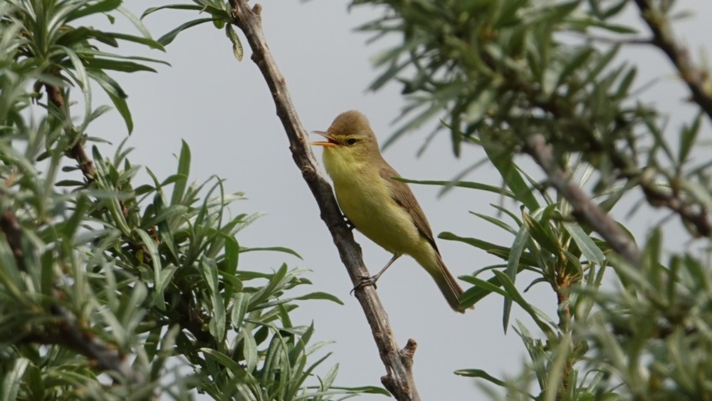 Hypolaïs polyglotte - Bruno Nef - Sablière Mont-Saint-Guibert