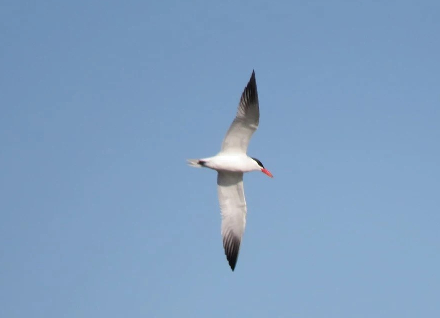 Sterne caspienne - Fabrice van Hove - Pécrot