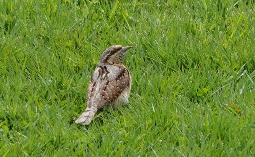 Un Torcol fourmilier dans mon&nbsp;jardin