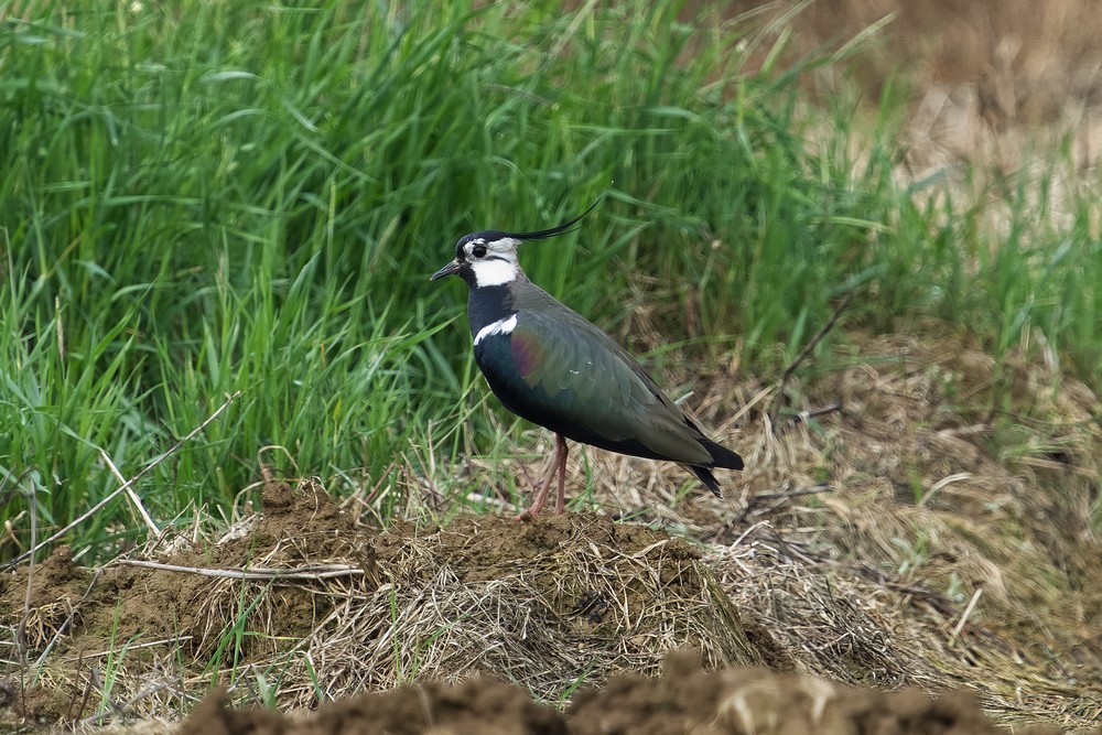 Vanneau huppé - Michel Jadoul - Gastuche Grands Prés