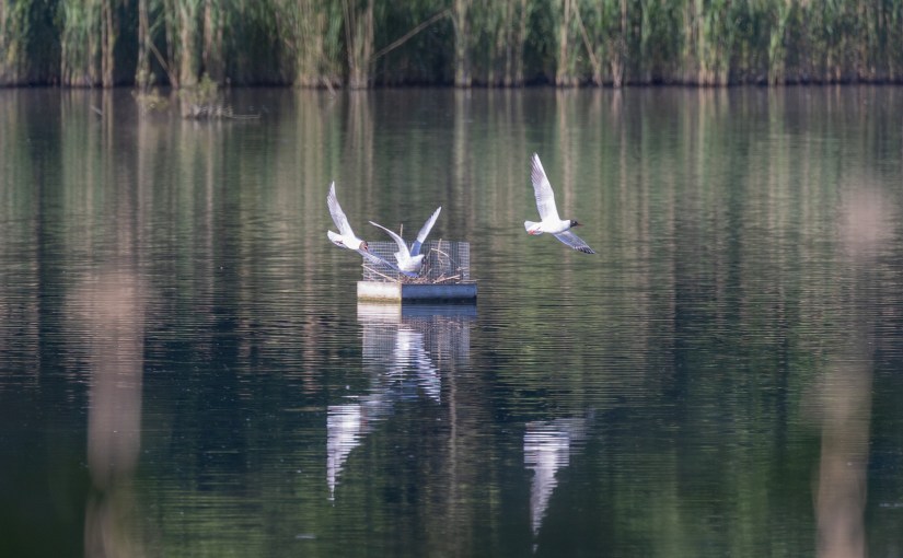 Des radeaux pour nos laridés sur l’étang du Gris&nbsp;Moulin