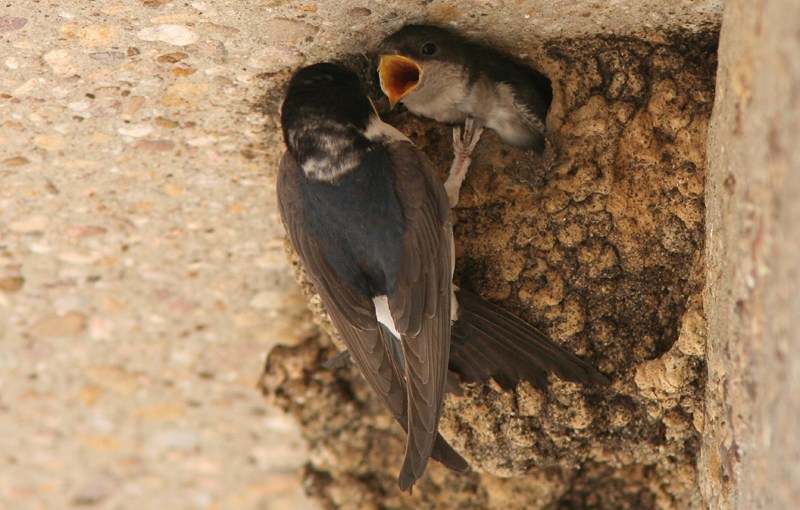 Colonie d’Hirondelles de fenêtre à Sart-Dames-Avelines