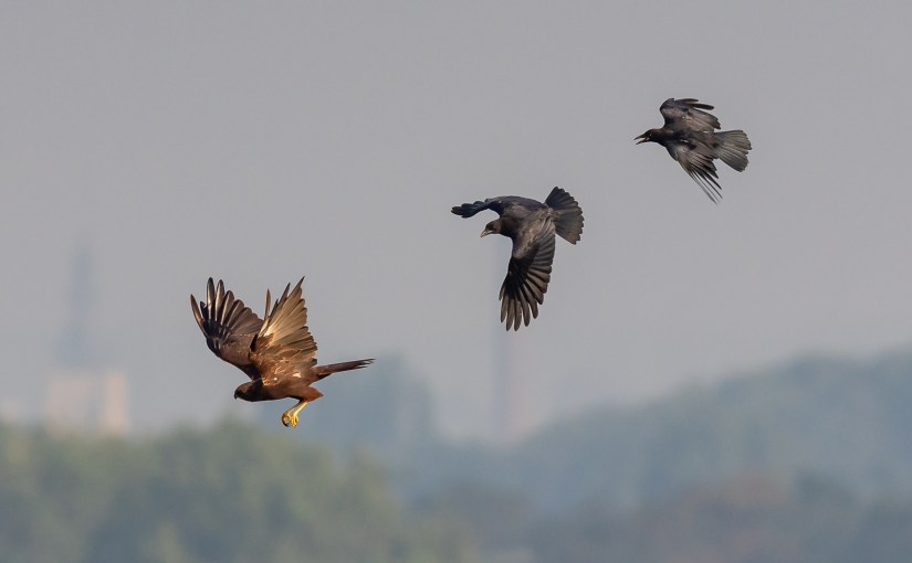 A propos du&nbsp;houspillage…