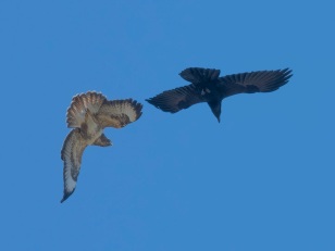 Grand corbeau et Buse variable