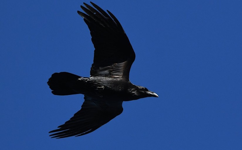 Nouvelle nidification du Grand Corbeau en Brabant wallon en&nbsp;2023