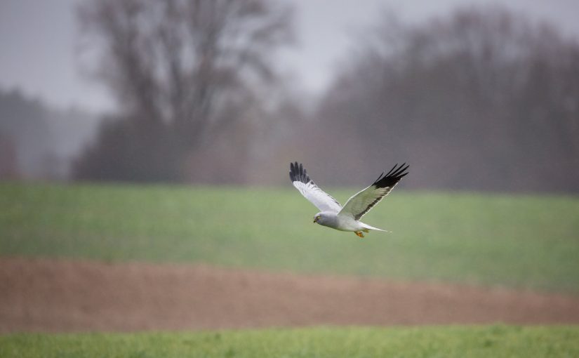 BIG DAY 2025 : les&nbsp;résultats
