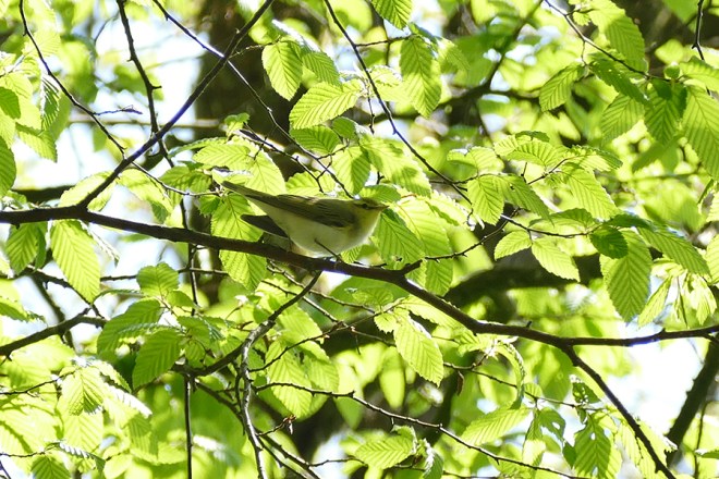 Pouillot siffleur - Hervé Paques